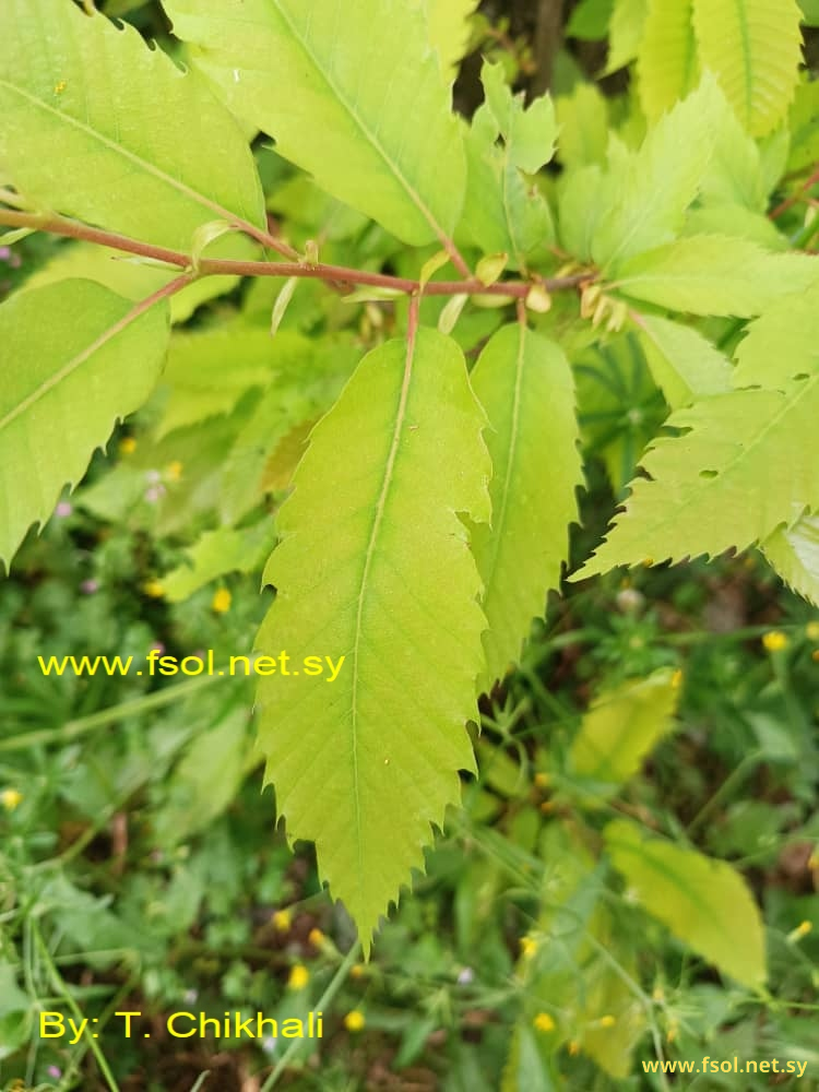 Castanea sativa L.